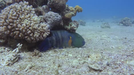 Broomtail-Wrasse