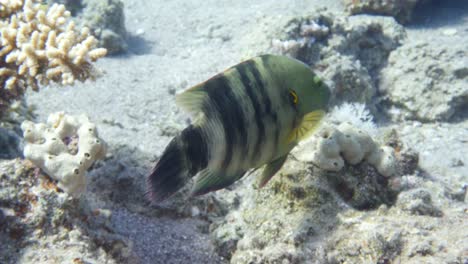 Broomtail-Wrasse