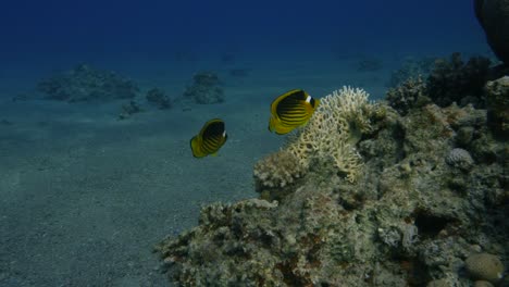 Butterfly-Fish