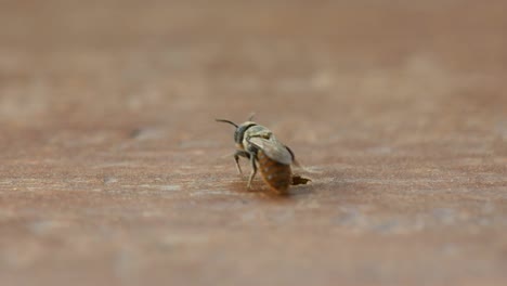 abejas-silvestres-moviéndose-hacia-fuera-desde-un-agujero