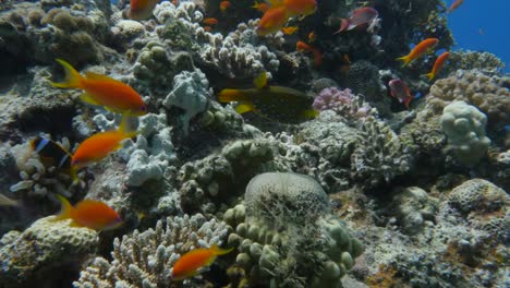 Yellow-Spotted-Boxfish