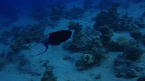 Triggerfish