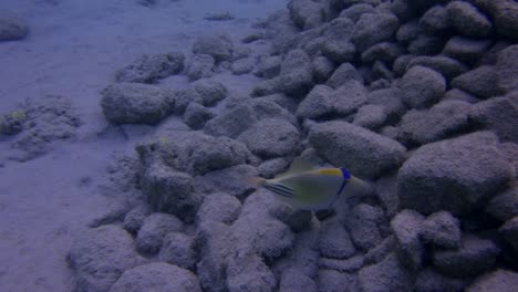 Triggerfish