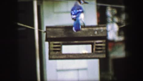 1959:-Blue-Jay-Closeup-Zeitlupe-Feeder-Lebensraum-Vogelhaus-hängend-Tierwelt.