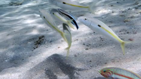 Cleaner-wrasse