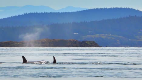 Salvaje-de-la-Orca-ballena-mamíferos-en-océano