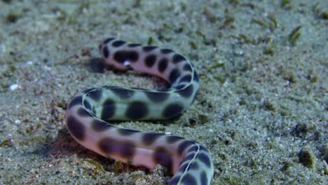 Snake-eel