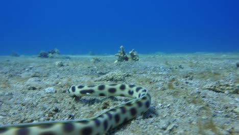 Snake-eel