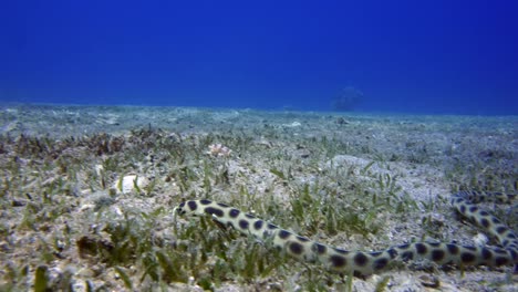 Snake-eel