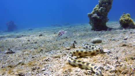 Snake-eel