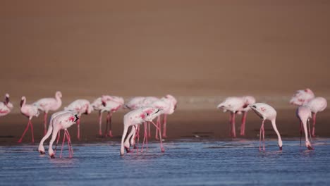 4K-Flamingos-Fütterung-in-Lagune-mit-Dünen-im-Hintergrund