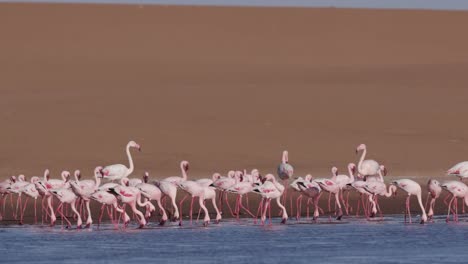 4K-Lesser-flamingos-feeding-in-lagoon-with-sand-dunes-in-the-background