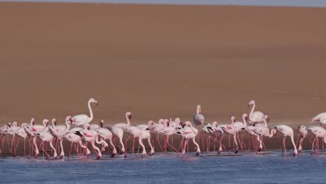 4K-menor-flamencos-en-la-laguna-de-alimentación-con-dunas-de-arena-en-el-fondo