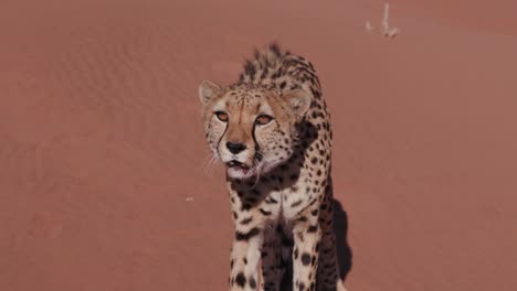 4K-Cheetah-knurrend-und-Blick-auf-Kamera