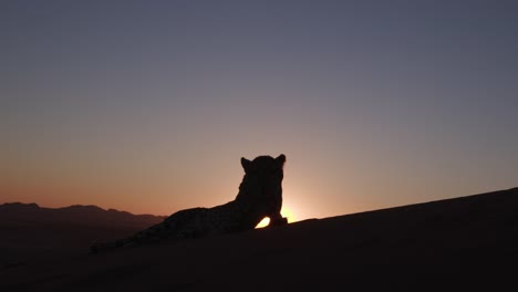 4-K-Cheetah-Silhouette-gegen-die-untergehende-Sonne-der-Wüste-Namib