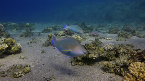 Parrot-Fish