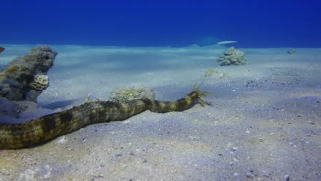 Sea-Cucumber