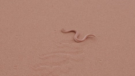 4K-close-up-of-Sidewinder/Peringuey's-adder-flicking-its-tongue