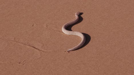 4K-shot-of-sidewinder/Peringuey's-adder-moving-across-the-sand-dune