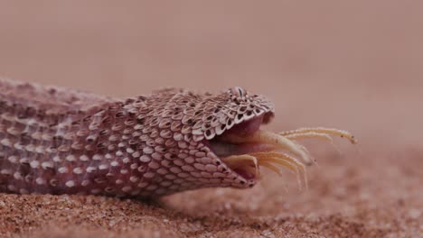 4K-shot-of-sidewinder/Peringuey's-adder-eating-a-shovel-snouted-lizard