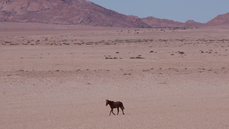 4K-Weitwinkel-von-Wildpferden,-die-zu-Fuß-durch-die-Wüstenlandschaft