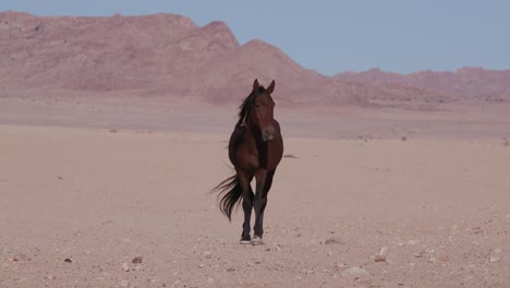 4K-wide-angle-view-of-wild-horses-walking-through-the-desert-landscape