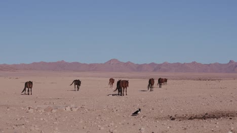 4K-Weitwinkel-von-Wildpferden,-die-zu-Fuß-durch-die-Wüstenlandschaft