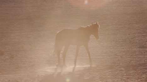 4K-backlit-shot-of-wild-horses-walking-through-desert-landscape