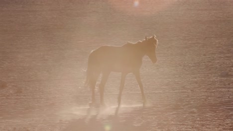 4K-Hintergrundbeleuchtung-Schuss-von-Wildpferden,-die-zu-Fuß-durch-Wüstenlandschaft