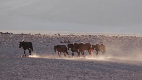 4K-backlit-shot-of-wild-horses-walking-through-desert-landscape