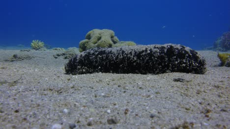 Sea-Cucumber