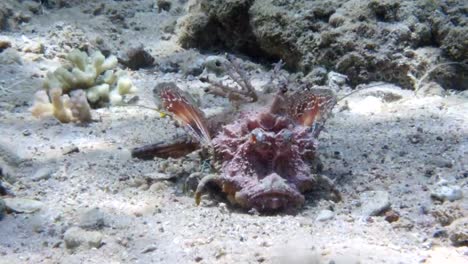 Drachenkopf---zwei-Stock-stechen-Fisch