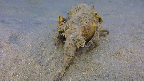 Drachenkopf---zwei-Stock-stechen-Fisch