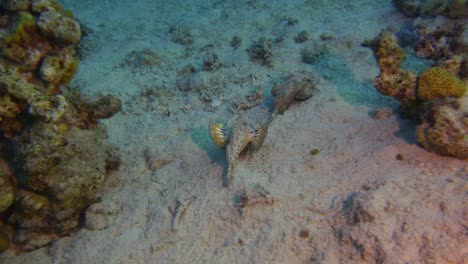 Scorpion-Fish---two-stick-sting-fish