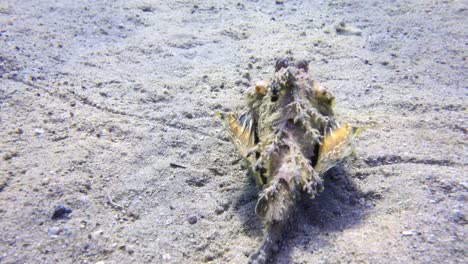 Drachenkopf---zwei-Stock-stechen-Fisch