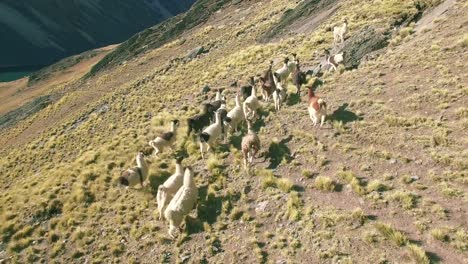 4K-llama-estable-de-vista-aérea-correr-montañas-lago-bolivia-pico-austria