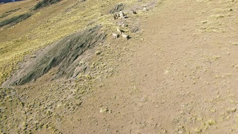 Vista-aérea-de-4K-vuelta-de-llama-en-la-montaña