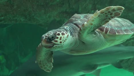 Meeresschildkrötenschwimmen-im-Aquarium