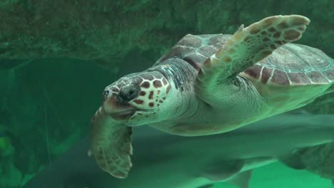 Tortuga-marina-nadando-en-el-acuario