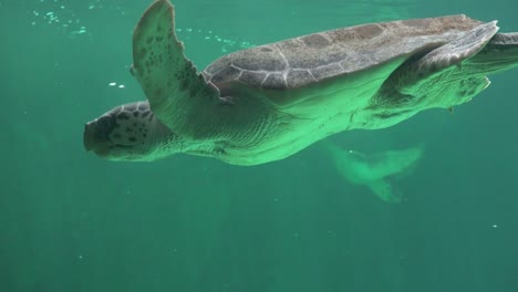 Tortuga-de-mar,-nadar-bajo-el-agua