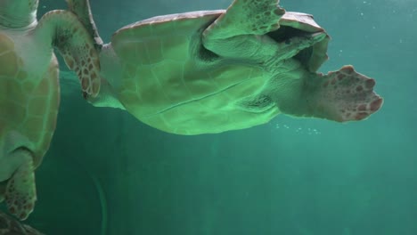 Vientre-de-la-tortuga-del-mar-de-natación