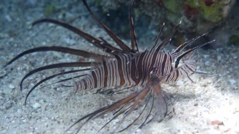 Lion-Fish