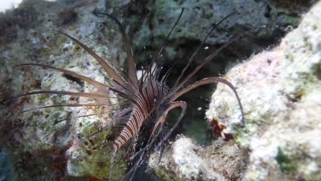 Lion-Fish