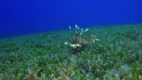 Lion-Fish