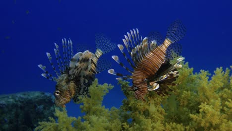 Lion-Fish