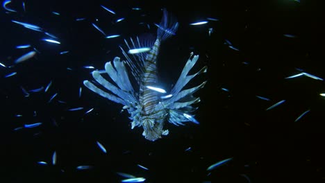 Lion-Fish-Hunting