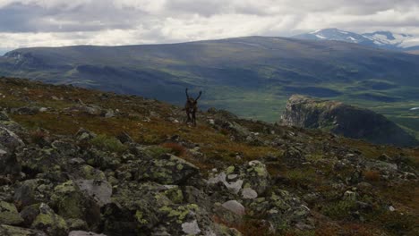 Rentiere-auf-Berg-Skierffe-in-Rapadalen,-Sarek.