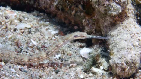 PIPE-FISH