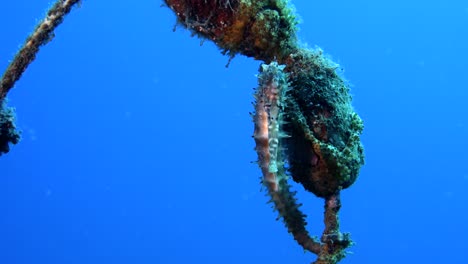 Seahorse