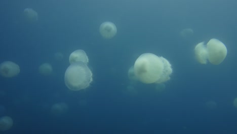 school-of-Jelly-fish